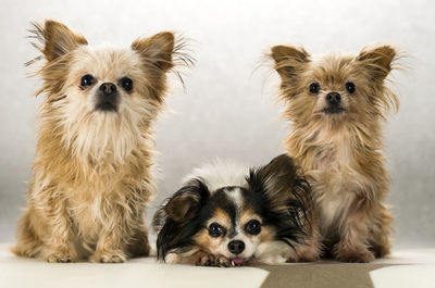 Low angle view portrait of dogs