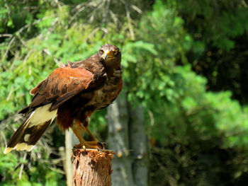 Close-up of bird perching on wooden post