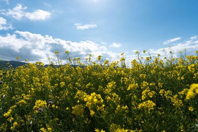 Yellow flowering plants growing on field against sky