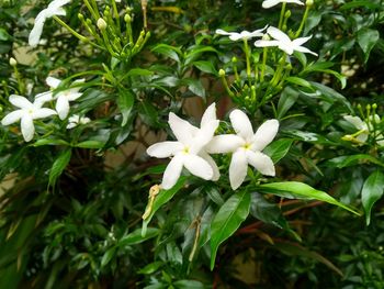 Close-up of white flowering plants