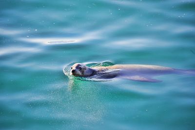 Turtle swimming in sea