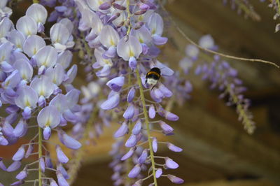 Close-up of bee pollinating on purple flower