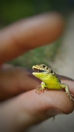 Close-up of hand holding leaf