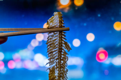 Close-up of chopsticks holding fish bone