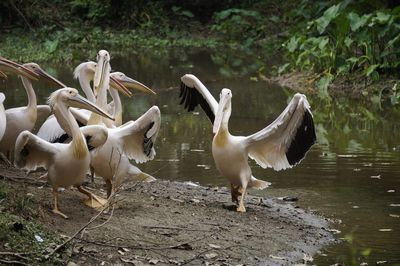 Swans on lake