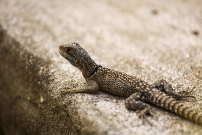 Close-up of lizard on rock