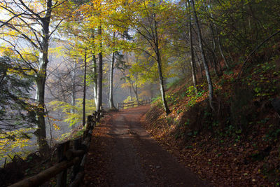 Road amidst trees in forest during autumn