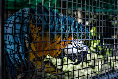Close-up of parrot in cage at zoo