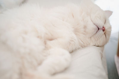 Close-up of a cat sleeping