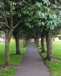 View of trees in park