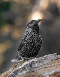 Close-up of bird perching on wood