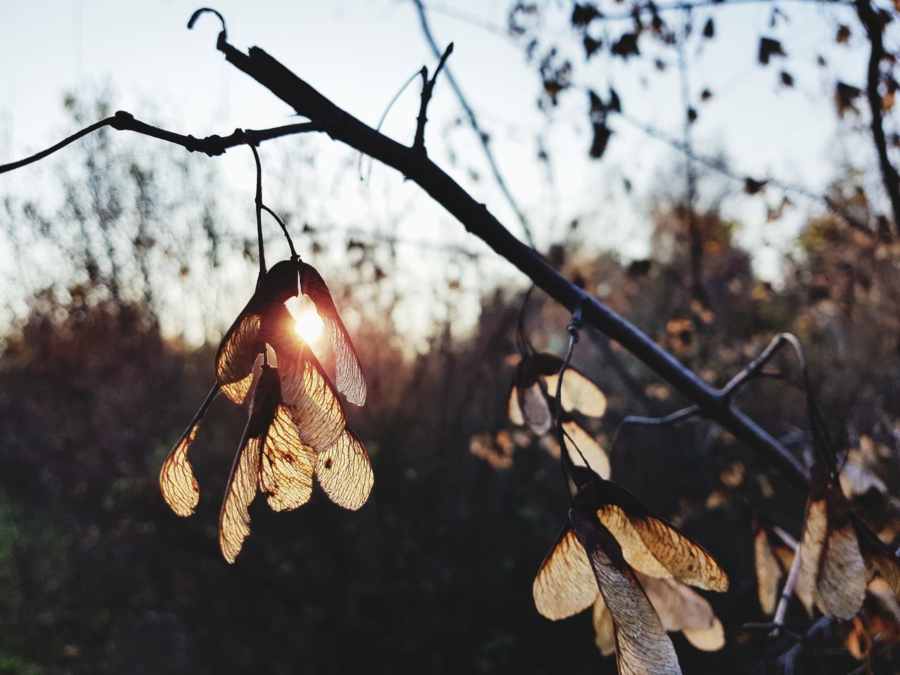 LOW ANGLE VIEW OF DRY LEAVES HANGING ON TREE BRANCH