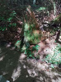 High angle view of trees growing in forest