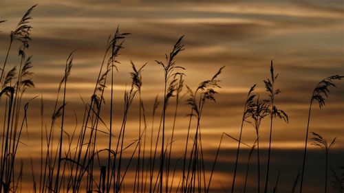 Close-up of stalks against sunset sky