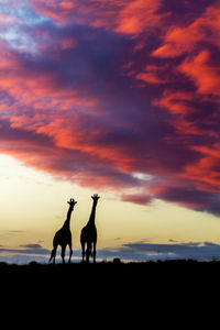 Silhouette  giraffe  on field against orange sky