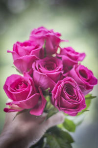 Close-up of pink rose