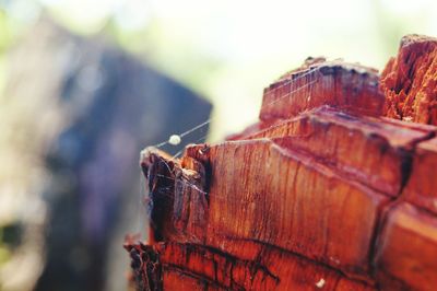 Close-up of rusty metal fence