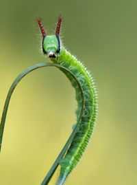 Close-up of insect on plant