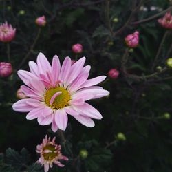 Close-up of pink flower blooming outdoors