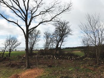 Bare trees against sky