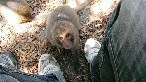 Low section of with monkey in forest