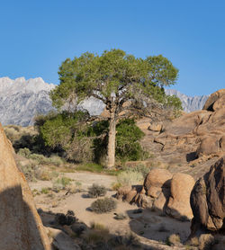Lone tree in alabama hills surrounded by distinct rock formations