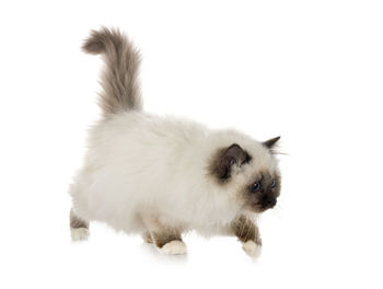 Close-up of a cat against white background