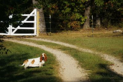 Dog on grass by trees