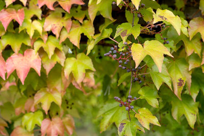 Close-up of plants