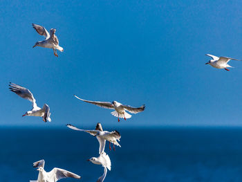 Seagulls flying over sea against clear blue sky