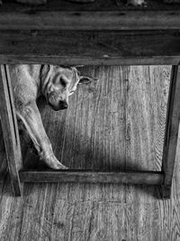 High angle view of a dog on wooden floor