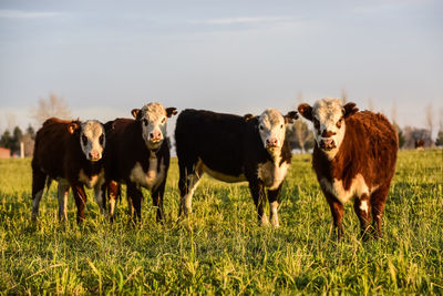 Cows grazing on field