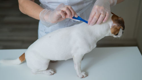 Midsection of woman with dog