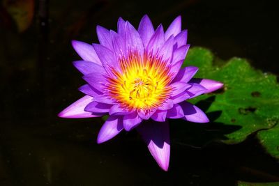 Close-up of lotus water lily in pond