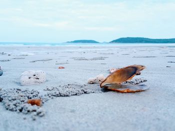 Close-up of crab on beach against sky