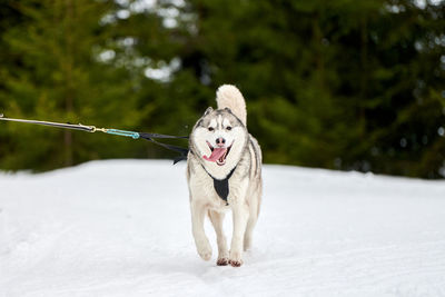 Running husky dog on sled dog racing. winter dog sport sled team competition. siberian husky dog