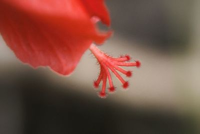 Close-up of red wall