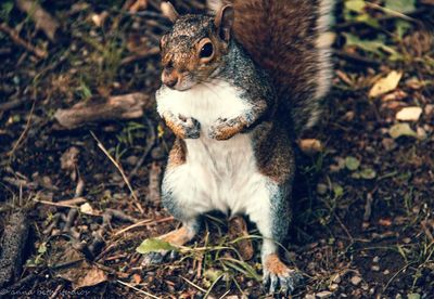 High angle view of squirrel on field