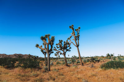 Trees on field against clear blue sky
