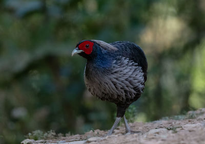 Close-up of bird perching on rock