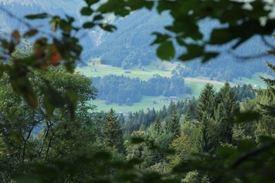 Scenic view of forest