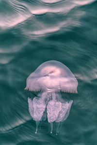 Close-up of jellyfish swimming in water