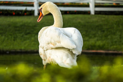 Swan in a lake