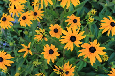 Close-up of yellow flowers