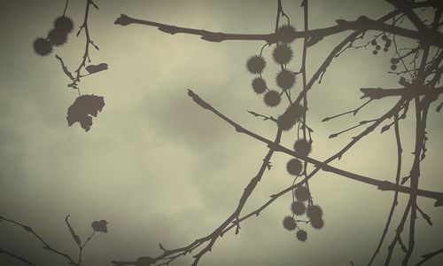 Low angle view of trees against sky