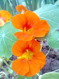 Close-up of orange flower