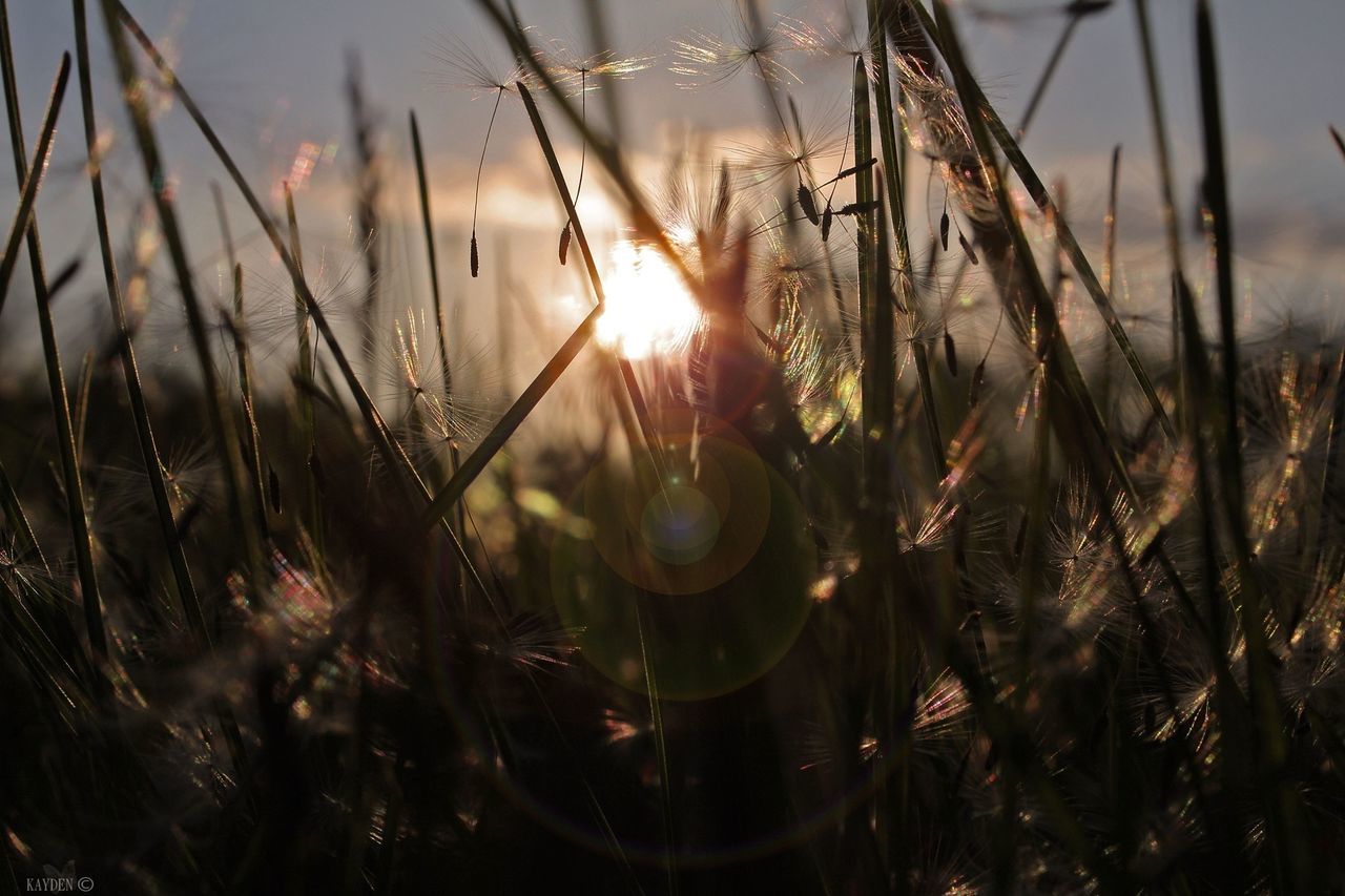 sun, sunset, plant, grass, growth, nature, close-up, focus on foreground, beauty in nature, tranquility, field, lens flare, sunlight, water, selective focus, blade of grass, sky, tranquil scene, scenics, outdoors
