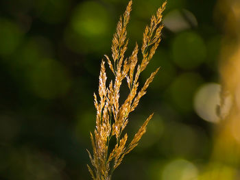 Close-up of stalks in field