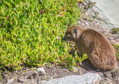 Side view of an animal on field