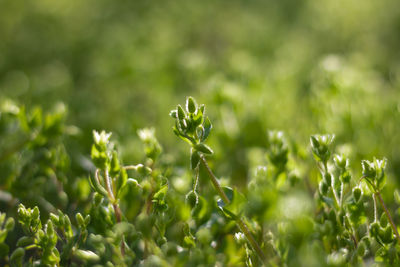 Close-up of plants growing on field